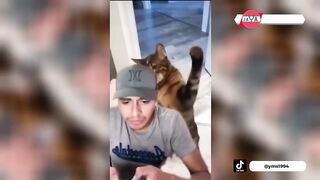 Angry cat 5