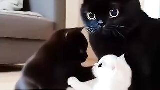 Mom Cats