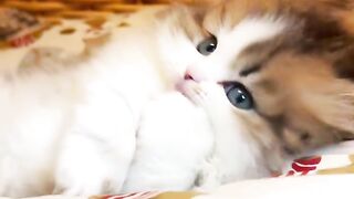 Cutest Cat Moments That Will Melt Your Heart