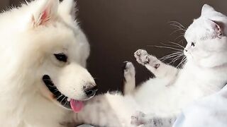 Epic Cat vs Dog Playtime