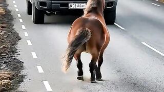 Horse Mom