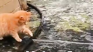 Naughty Cat 6