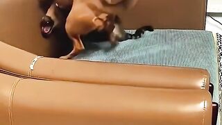 Cat and Dog 2 2