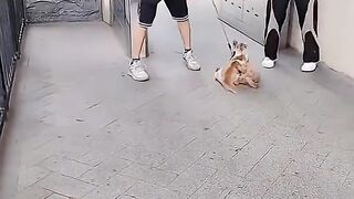 Cat and Dog 3 2