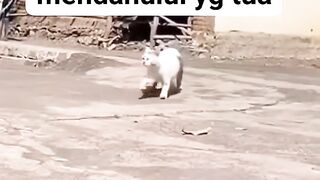 mom and kitten