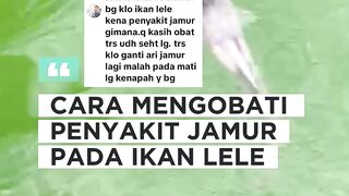 Lele kena penyakit JAMUR jangan khawatir begini cara mengobatinya