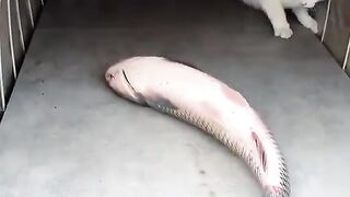 Cats and fish