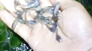 Alur pembibitan lele yang salah hasilnya juga KACAU