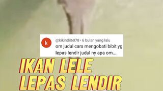 Bibit lele LEPAS LENDIR bagaimana cara mengobatinya