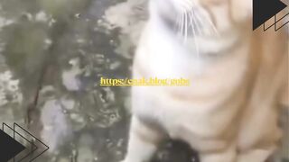 Kucing Bercita-cita Tour Eropa, Tapi Suaranya Bikin Gagal Audisi!