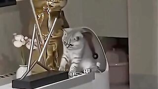 Funny Cat 85