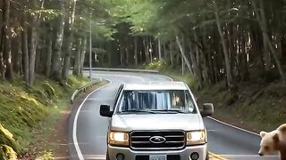 Wildlife Rescue
