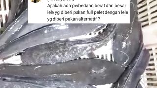 Perbedaan ikan lele dengan pakan FULL PELET vs Pakan ALTERNATIF