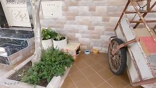 We fulfill the wish of the stray Mama Cat who wants to get a wooden house.