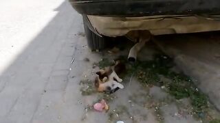 The poor kittens need help.