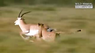 WILD SAVANNAH TheMystery of the Fastest Warriors WildAnimalDocumentary(240p).mp4