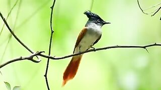 AMAZING LIFE OF BIRDS Full Wildlife Documentary(240p).mp4