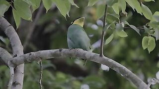 MOST COLORFULL BIRDS 8K ULTRA (240p60 HDR).mp4.
