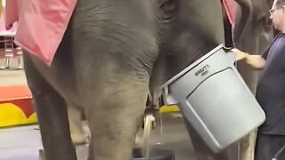 Elephant sirkus
