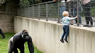 GORILLA S HEARTWARMING RESCUE OF CHILD IN ZOO!