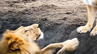 Hero Elephant Saves A Deadly Drowns lion!