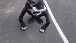 Commenta con  se ami il tuo cane perte cani amore