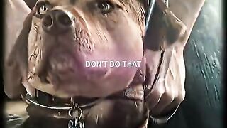 Its Hurts So Much I Have To Keep Going- Bella  Lucas  A Dogs Way Home  Камин - Emin  Jony.