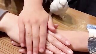 Funny bird 5