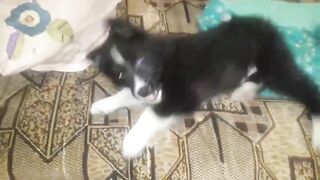 Гарний собачка