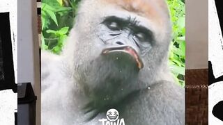 baru tau kalo mukanya begini wkwk