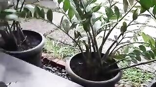 Pussy