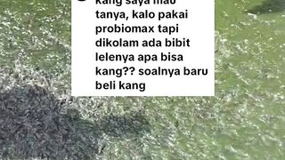 Ciri-ciri bibit lele BAGUSCepat adaptasi dikondisi apapun