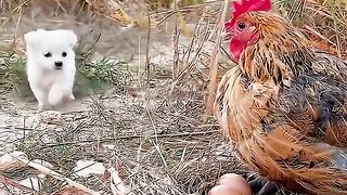 animals love instinct