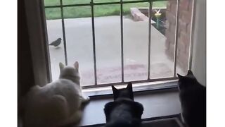 The funniest thing you will see today!