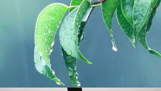 আললহর ভলবস