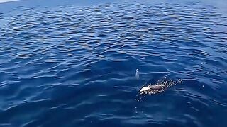 Giant Tuna