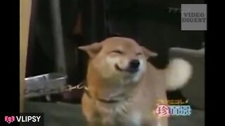 dogesh bhaui zinda bad