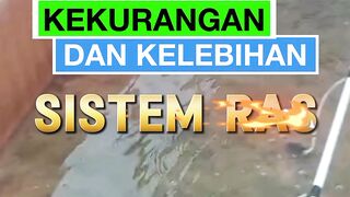KELEBIHAN dan KEKURANGAN Budidaya ikan lele SISTEM RAS