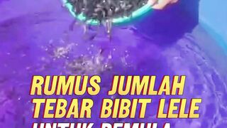 RUMUS jumlah tebar bibit lele untuk PEMULA agar lancar sampai PANEN