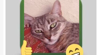 funny cat