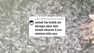 Rumus jumlah TEBAR bibit lele disegmen pendederan