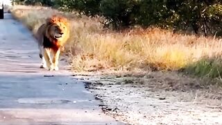 lion stalking kudu