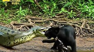 Amazonia
