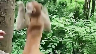 Interesting monkey funny