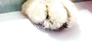 Play with your cat
