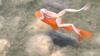 Fish and frog friend each other