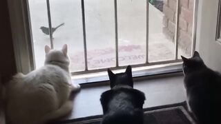 Cats lost their soul