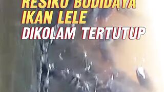 Resiko budidaya lele dikolam TERTUTUP ya begini