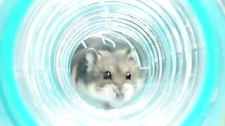 experiment video in animals