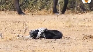 Honey Badger vs Python vs Wolf
